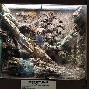 Metro Richmond - Rhino Rat Snake