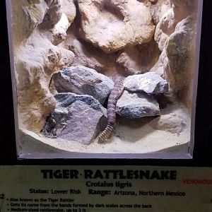 Metro Richmond - Tiger Rattlesnake