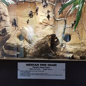 Metro Richmond - Mexican Pine Snake