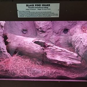 Metro Richmond - Black Pine Snake