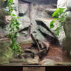 Metro Richmond - Green Anaconda