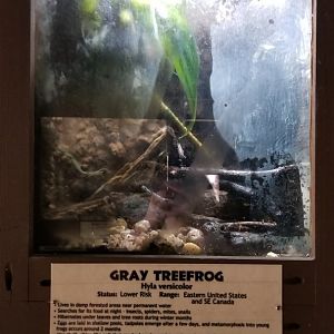 Metro Richmond - Gray Treefrog, Barred Tiger Salamander