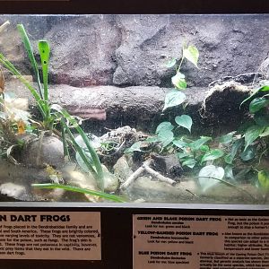 Metro Richmond - Poison Dart Frogs