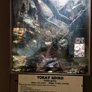 Metro Richmond - Tokay Gecko, White's Tree Frog