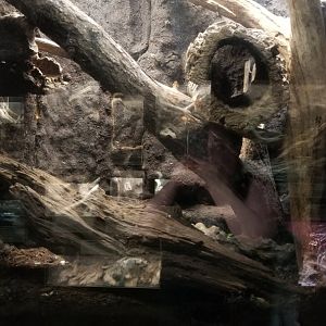 Metro Richmond - Solomon Islands Skink