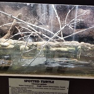 Metro Richmond - Spotted Turtle