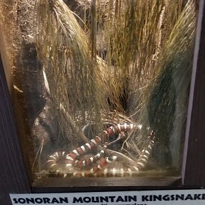 Metro Richmond - Sonoran Mountain Kingsnake