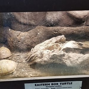 Metro Richmond - Eastern Box Turtle