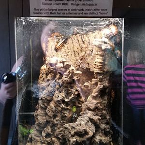 Metro Richmond - Madagascar Hissing Cockroach