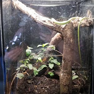 Metro Richmond - Rough Green Snake