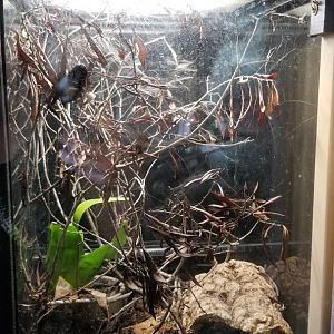 Metro Richmond - Chilean Rose-haired Tarantula