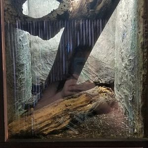 Metro Richmond - Taiwan Beauty Snake