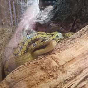 Metro Richmond - Taiwan Beauty Snake