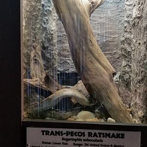 Metro Richmond - Trans-Pecos Ratsnake