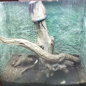 Metro Richmond - Dominican Mountain Boa