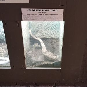 Metro Richmond - Colorado River Toad