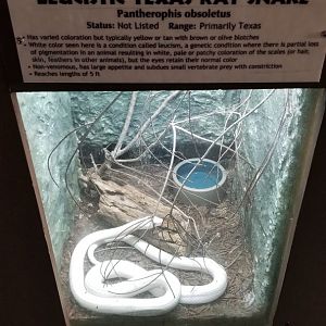 Metro Richmond - Leucistic Texas Rat Snake