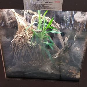 Metro Richmond - Mexican Beaded Lizard