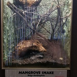 Metro Richmond - Mangrove Snake