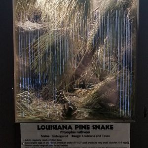 Metro Richmond - Louisiana Pine Snake