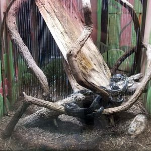 Metro Richmond - Tiger Rat Snake