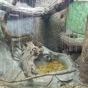 Metro Richmond - Solomon Island Spiny Monitor