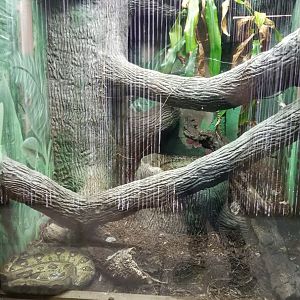 Metro Richmond - Madagascar Tree Boa