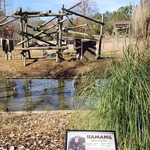 Metro Richmond - Siamang island