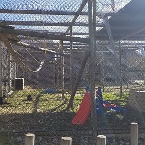 Metro Richmond - Siamang enclosure w/young