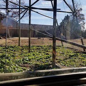 Metro Richmond - White-handed Gibbon enclosure w/ Red Kangaroos in background