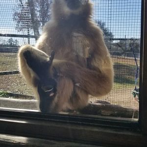 Metro Richmond - White-handed Gibbon