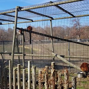 Metro Richmond - Red Ruffed Lemur