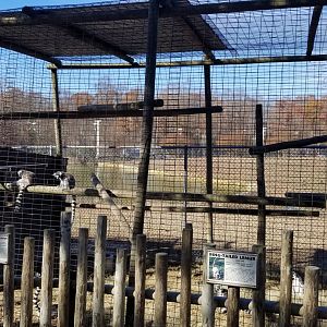 Metro Richmond - Ring-tailed Lemur