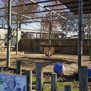 Metro Richmond - Kumbali and Kago (cheetah and dog)