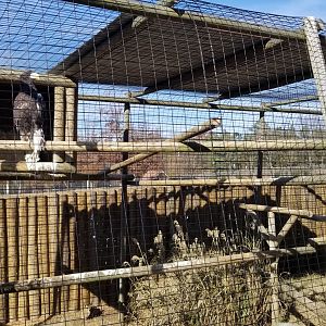 Metro Richmond - Steller's Sea Eagle, w/ klipspringer on ground behind exhibit