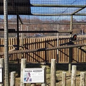 Metro Richmond - Diana Monkey