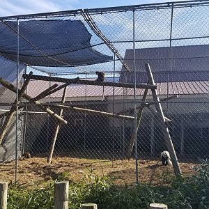 Metro Richmond - Lesser Spot-nosed Monkey, Colobus Monkey, Allen's Swamp Monkey