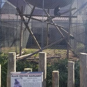 Metro Richmond - Black-crested Mangabey