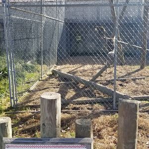 Metro Richmond - Lesser Spot-nosed Monkey