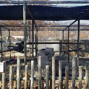 Metro Richmond - Allen's Swamp Monkey