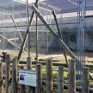 Metro Richmond - Sulawesi Macaque