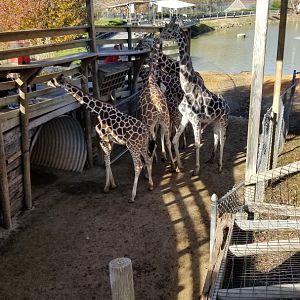 Metro Richmond - Giraffes