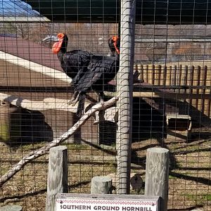 Metro Richmond - Southern Ground Hornbill