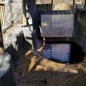 Metro Richmond - Pygmy hippos, small pool