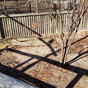 Metro Richmond - Pygmy hippos, area next to big pool