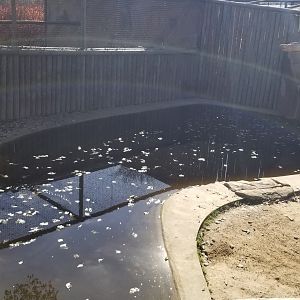 Metro Richmond - Pygmy hippos, big pool