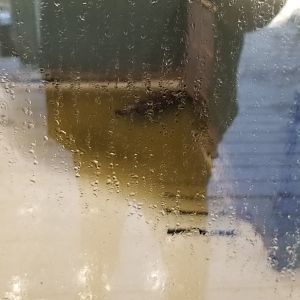 Metro Richmond - Pygmy hippos, indoor area w/hippo