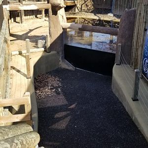 Metro Richmond - Pygmy Hippos, "underwater viewing"