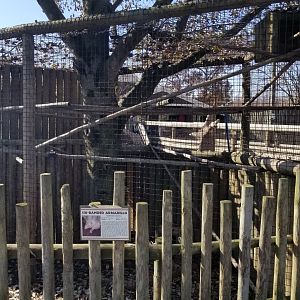 Metro Richmond - Six-banded Armadillo, Eclectus Parrot exhibit