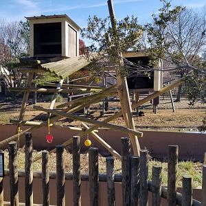 Metro Richmond - Raccoons